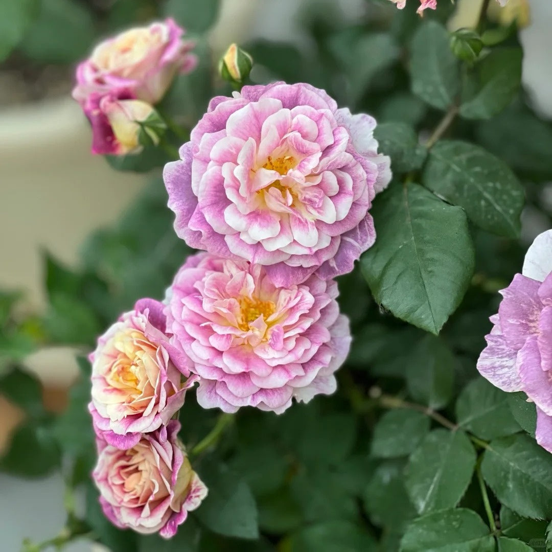 Diablesse de Mers Rose