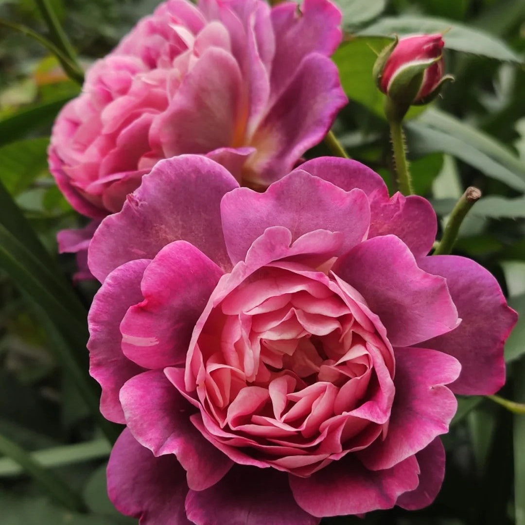 Diablesse de Mers Rose