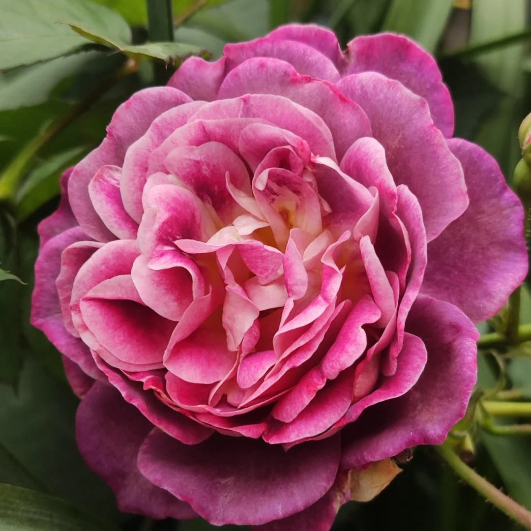 Diablesse de Mers Rose