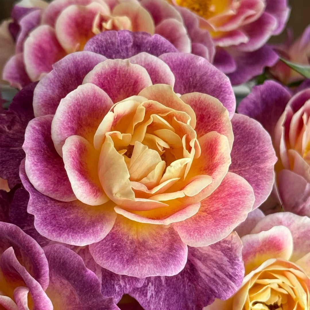Diablesse de Mers Rose