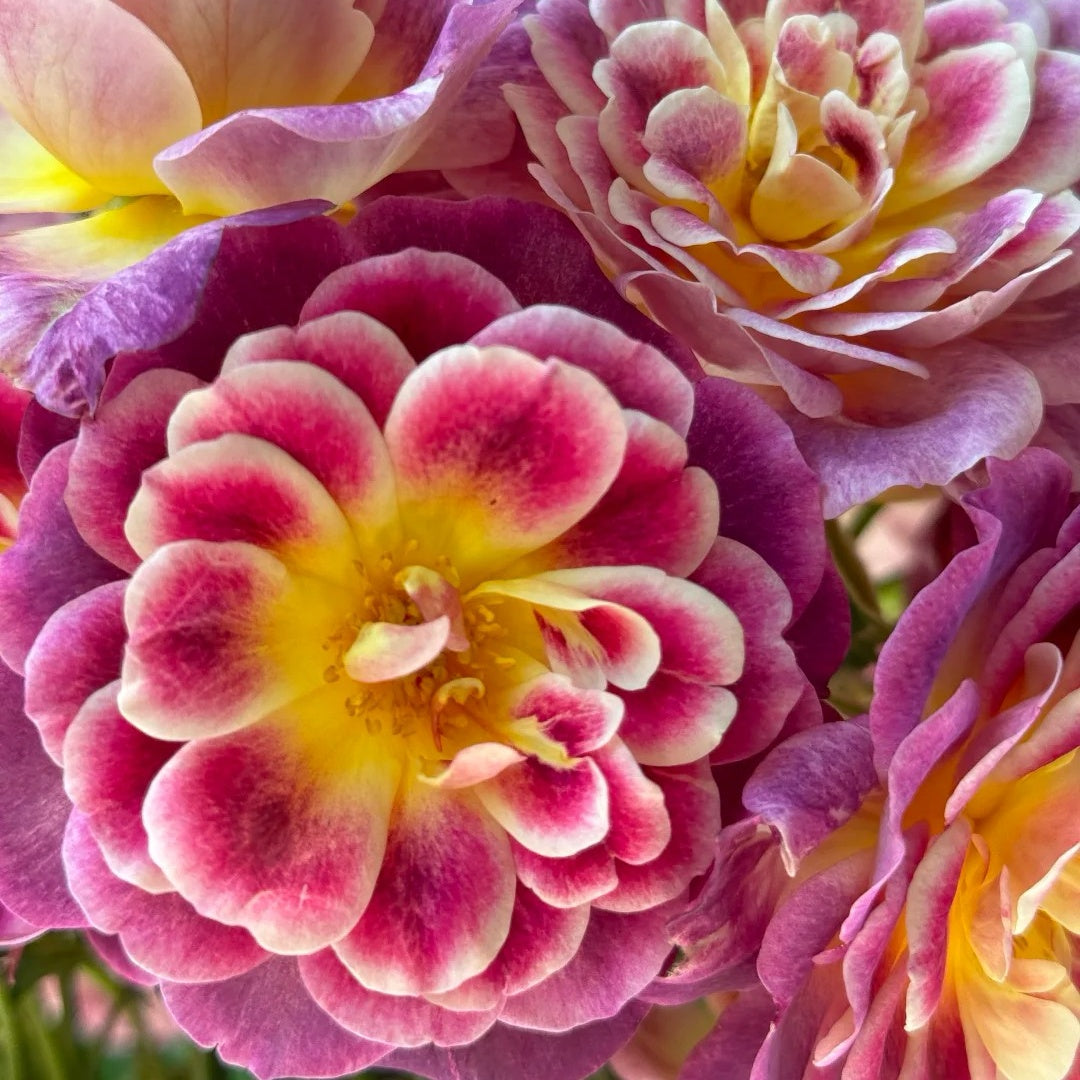 Diablesse de Mers Rose