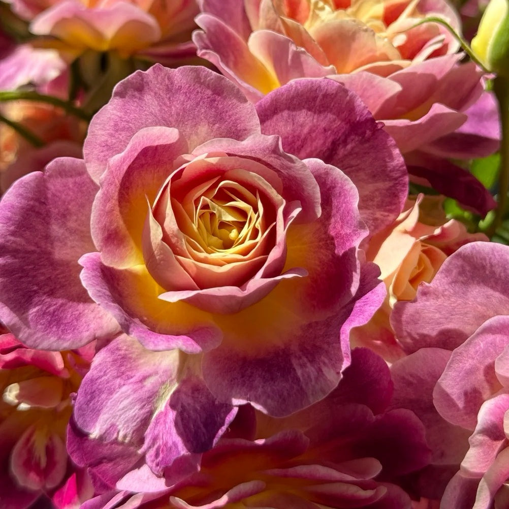 Diablesse de Mers Rose