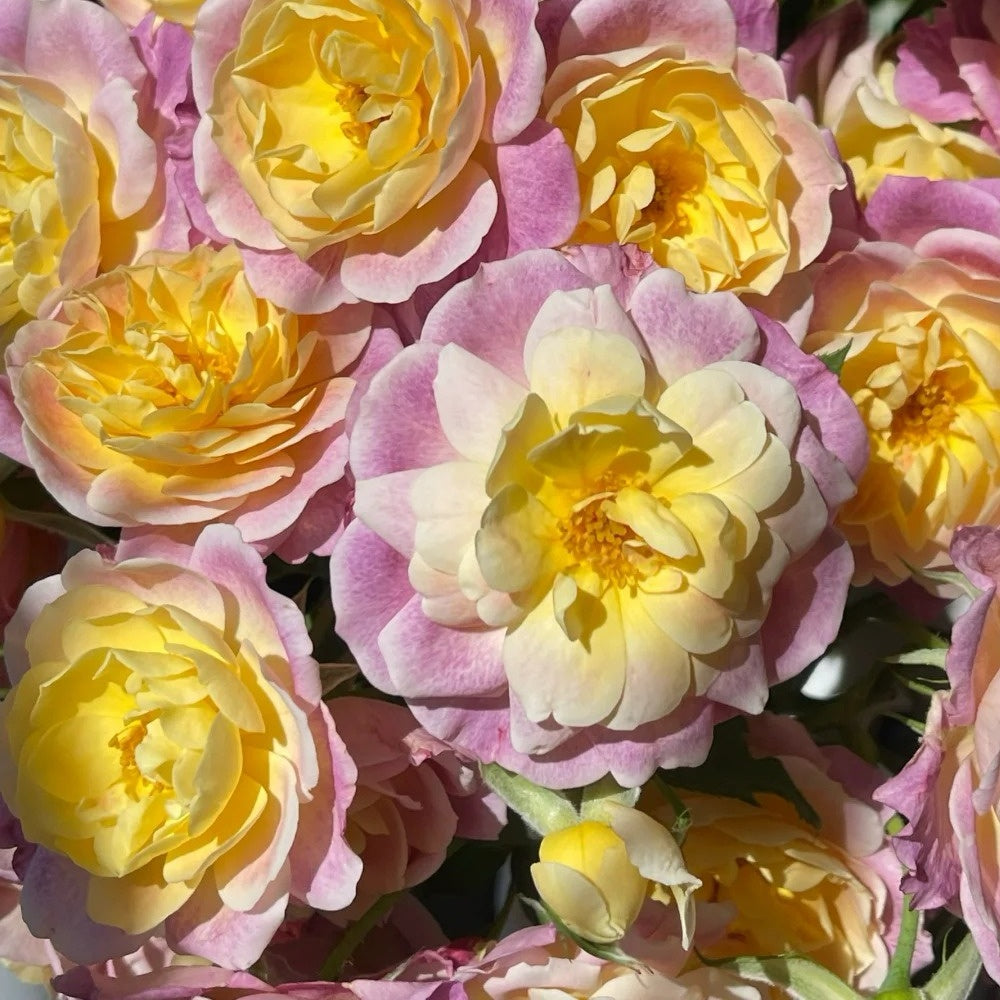 Diablesse de Mers Rose