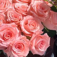 Diana Rose-戴安娜｜Chinese Cut Rose – Ergongzy Roses