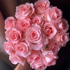 Diana Rose-戴安娜｜Chinese Cut Rose – Ergongzy Roses