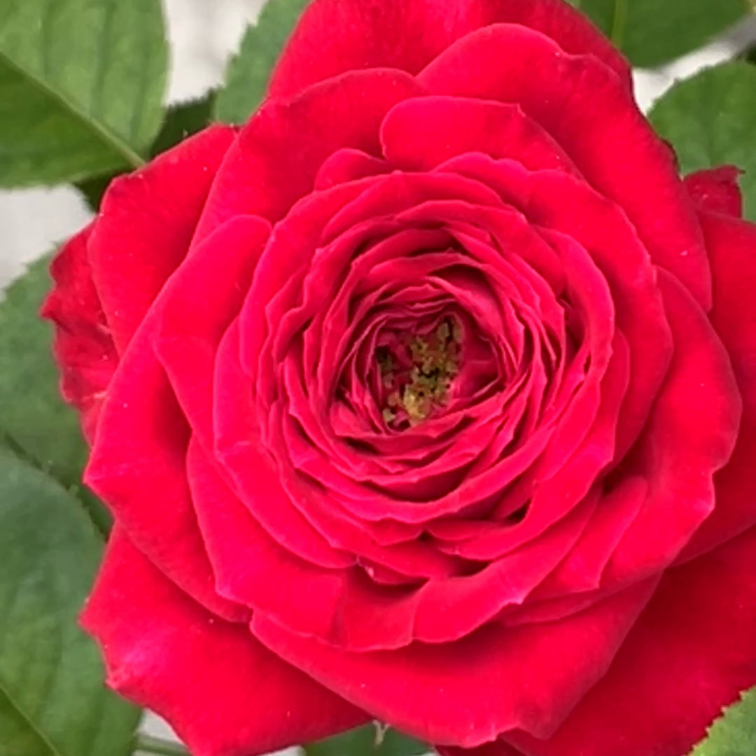 Dima Bombastic Rose-浮夸迪马 | Netherlands Cut Roses -Pre-Sale