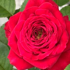 Dima Bombastic Rose-浮夸迪马 | Netherlands Cut Roses -Pre-Sale