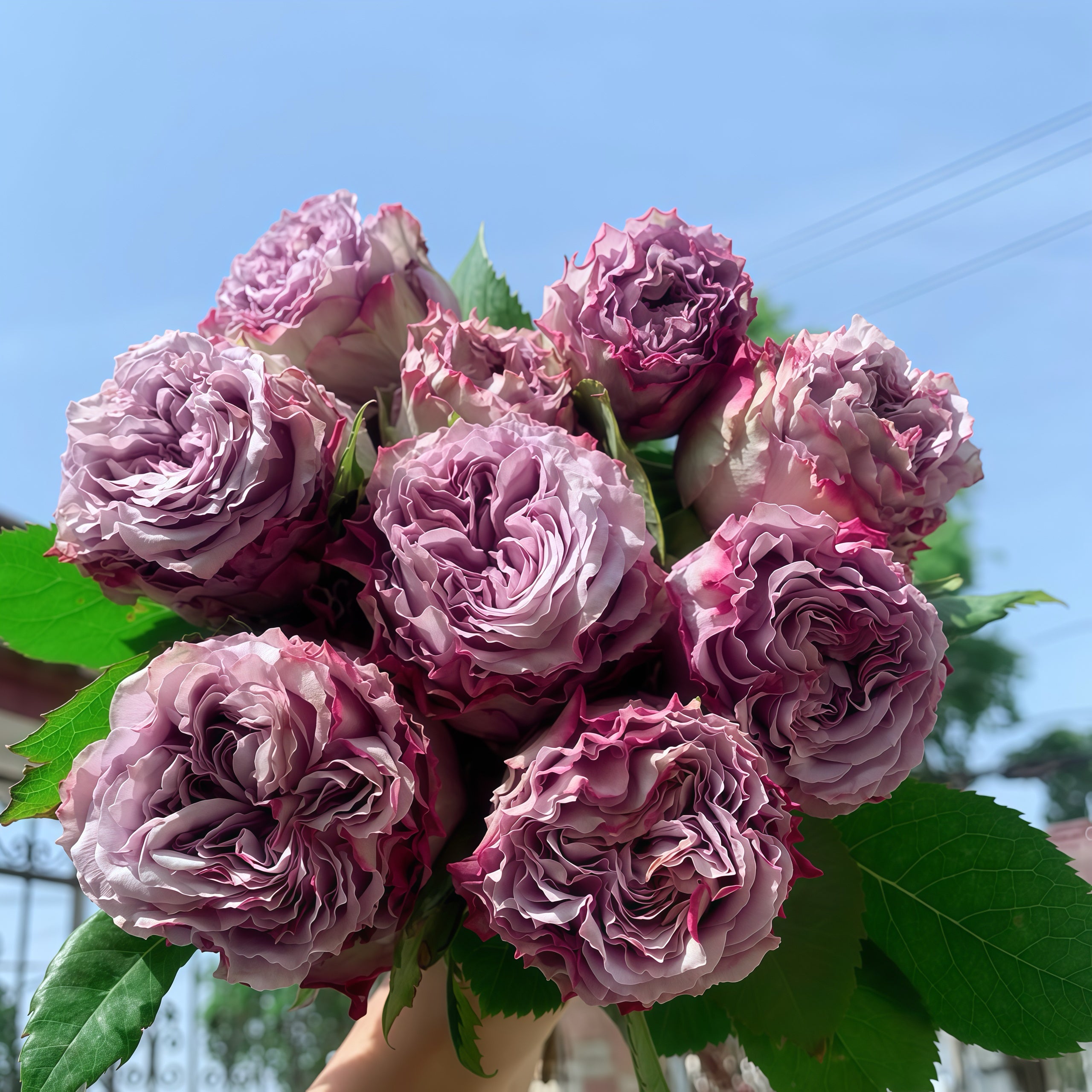 Dolcetto Rose