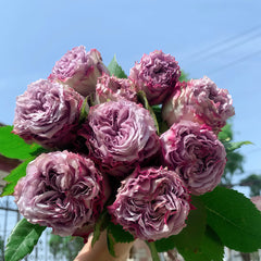 Dolcetto Rose