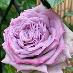 Dolcetto Rose