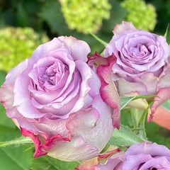 Dolcetto Rose