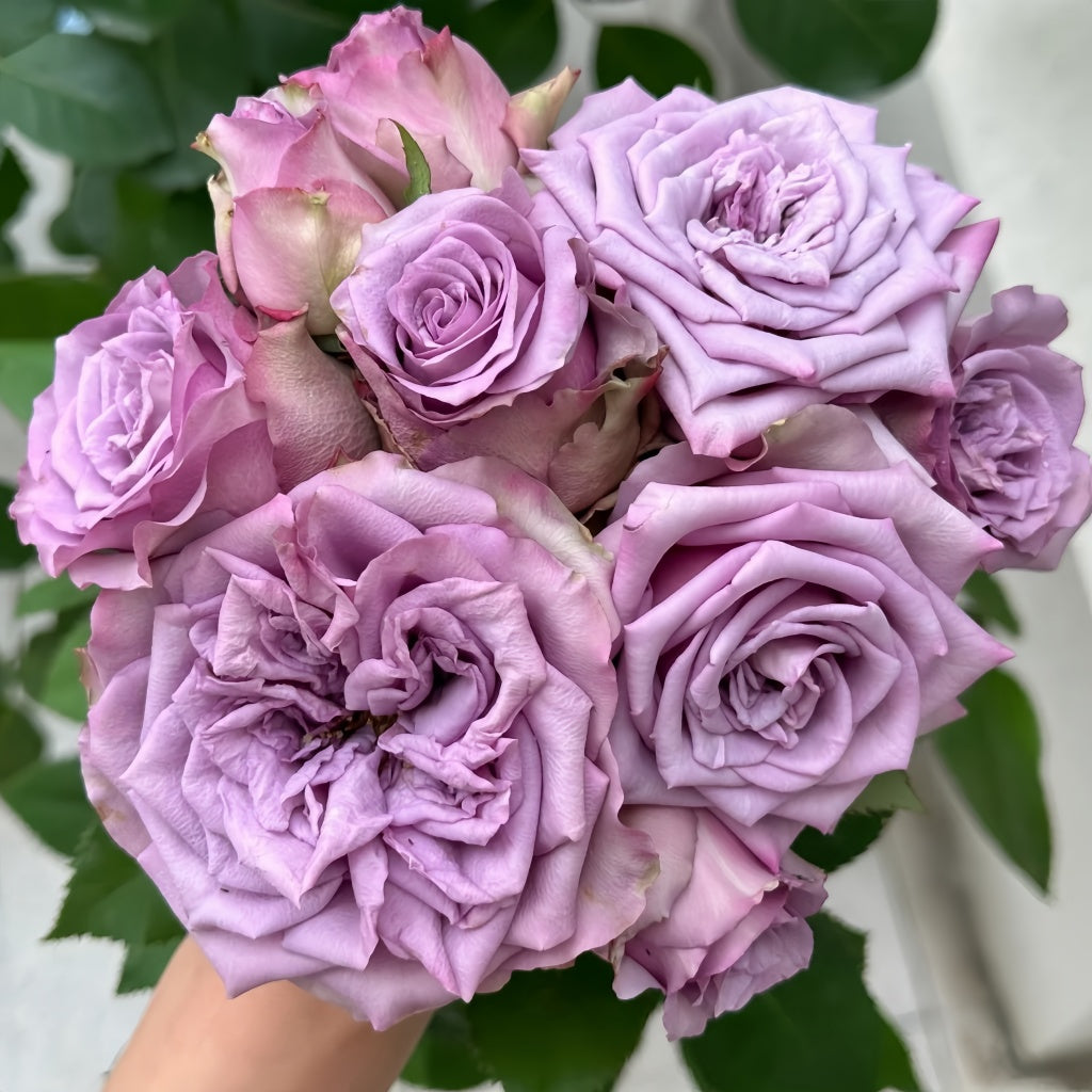Dolcetto Rose