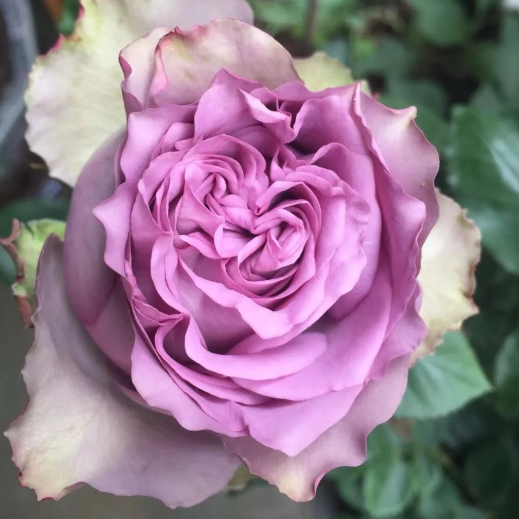 Dolcetto Rose