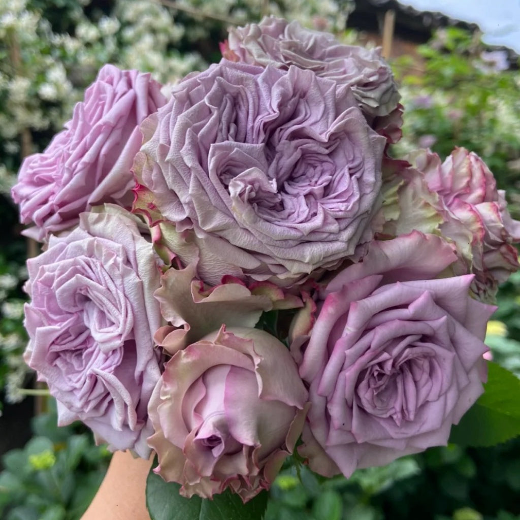 Dolcetto Rose