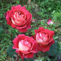 Dominique Massa Rose