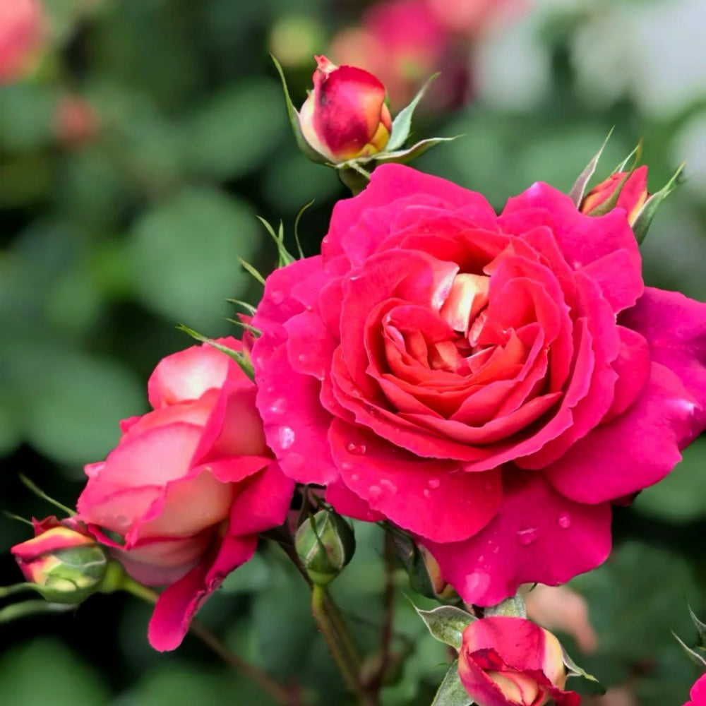 Dominique Massa Rose