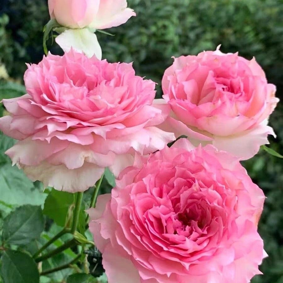 Doniazade Rose