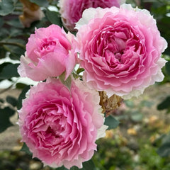 Doniazade Rose