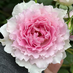 Doniazade Rose