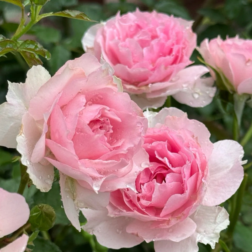 Doniazade Rose