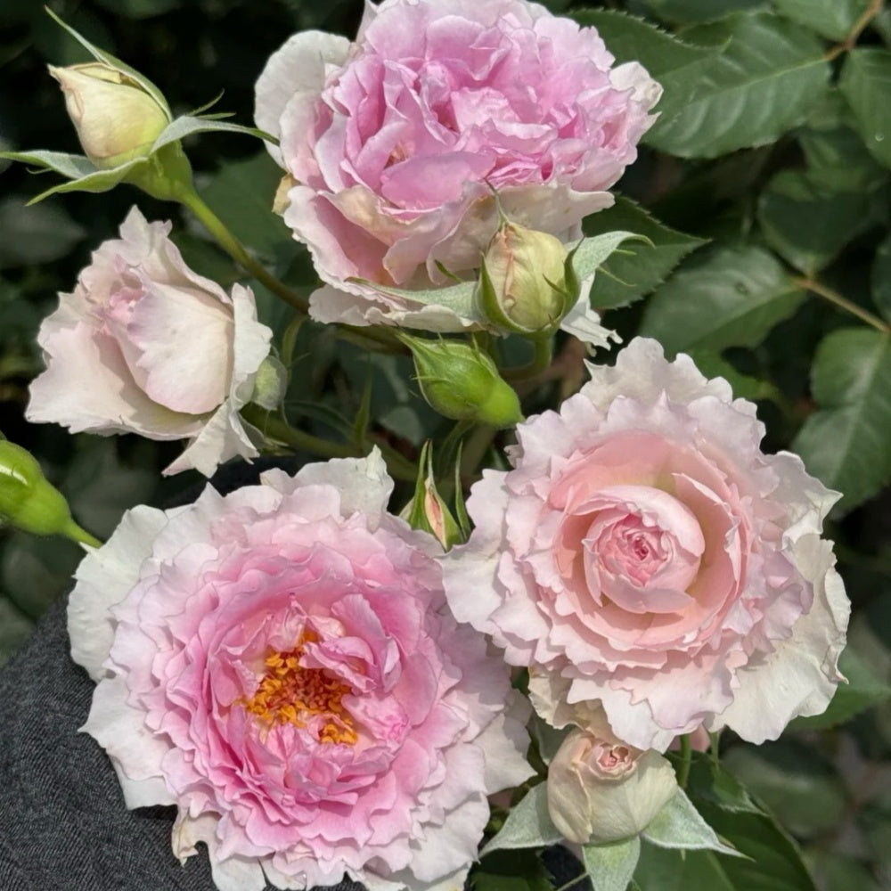 Doniazade Rose