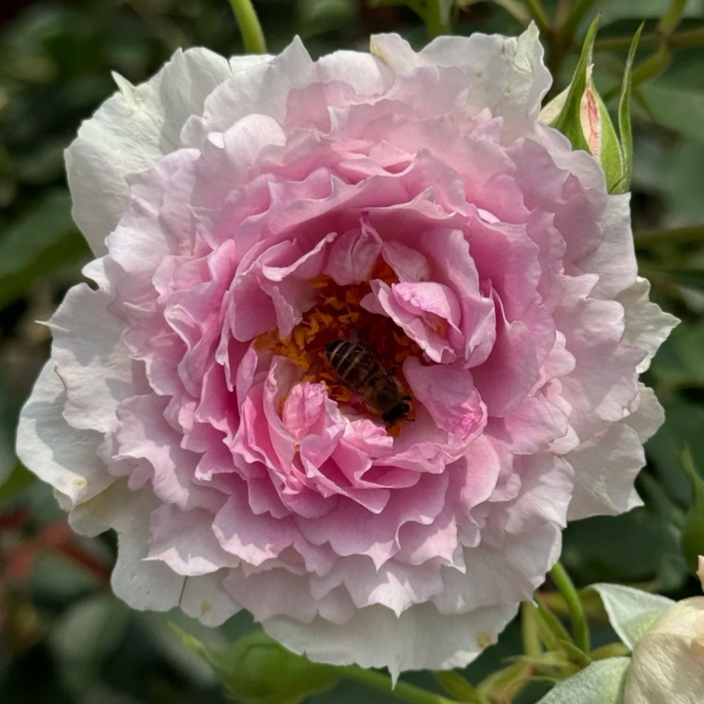 Doniazade Rose