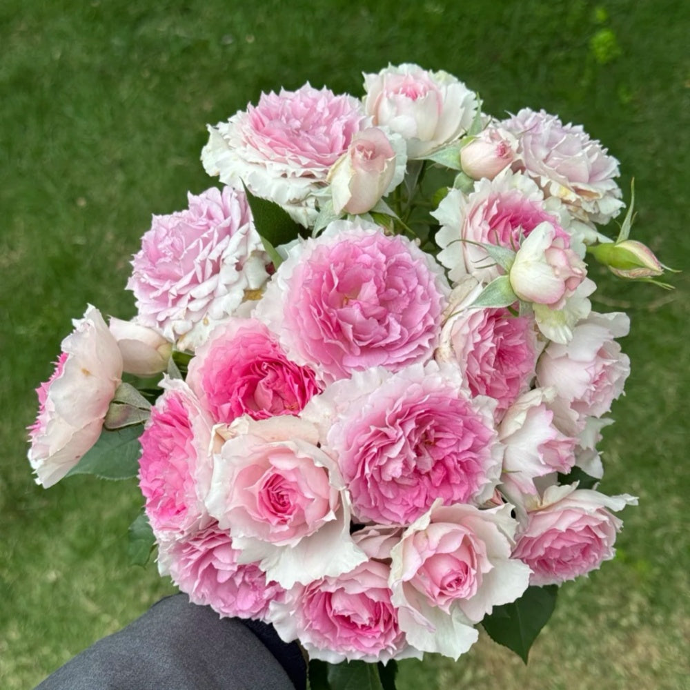 Doniazade Rose