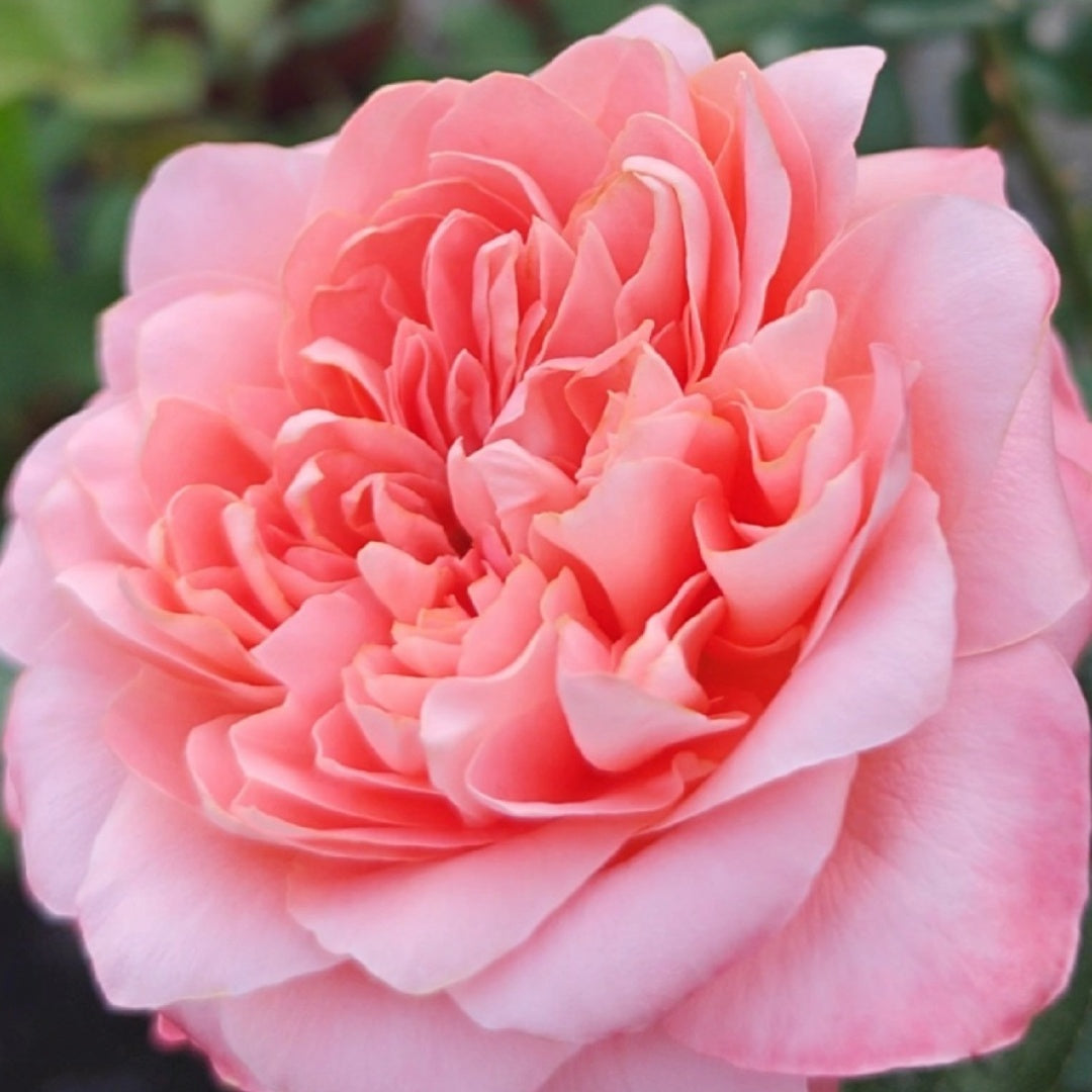 Dragonfly Rose