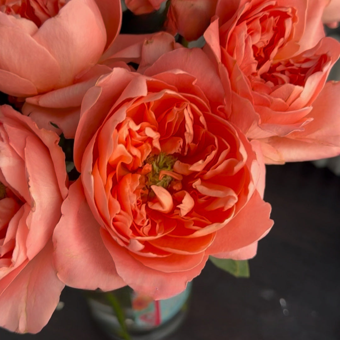 Dragonfly Rose
