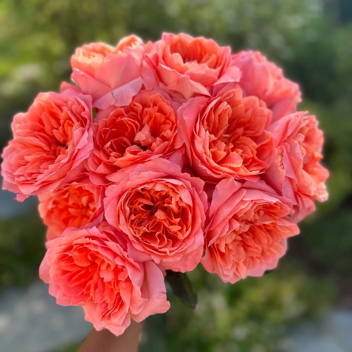 Dragonfly Rose