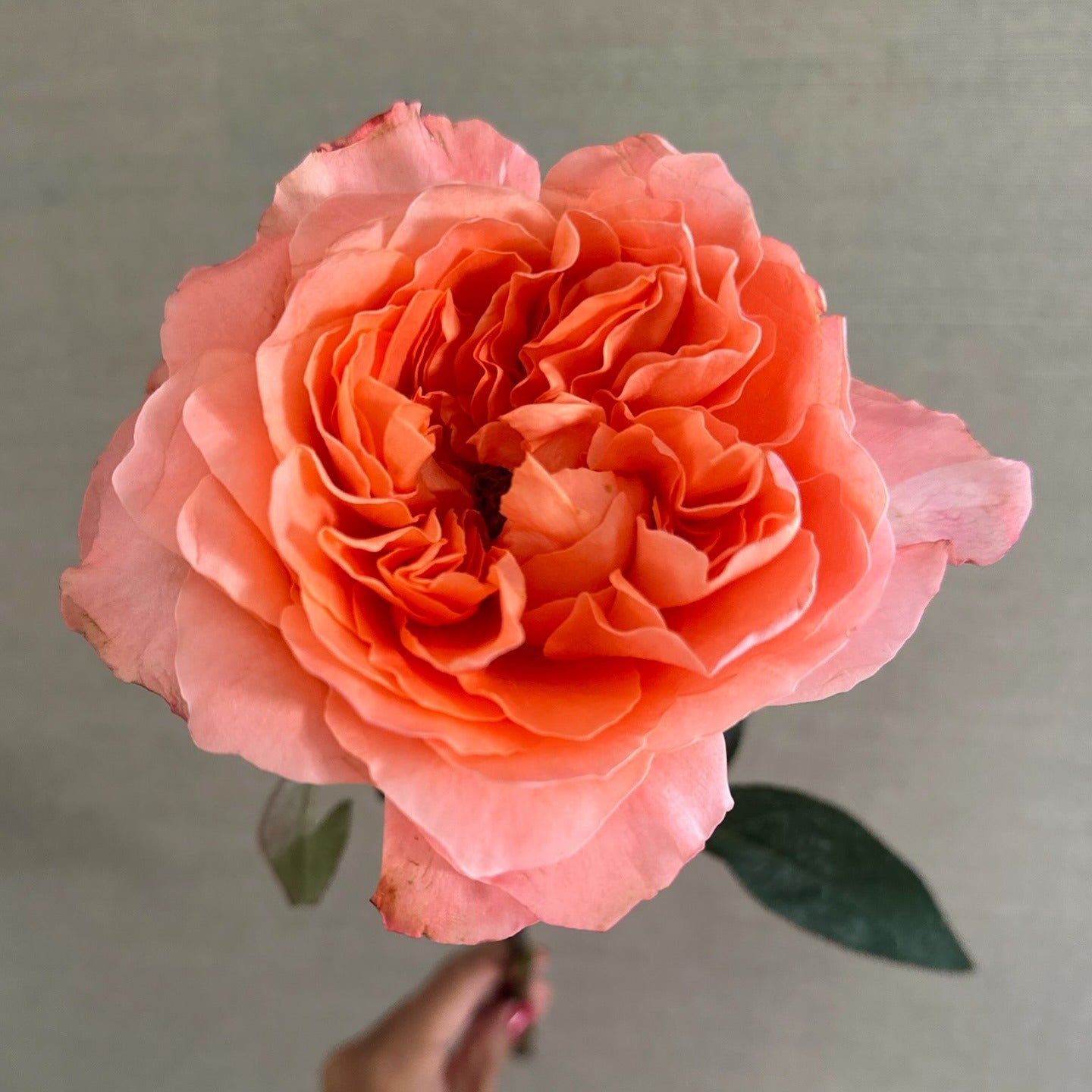 Dragonfly Rose