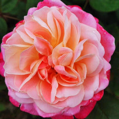 Dream Light Rose