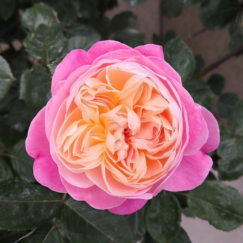 未使用☆Dreamlight レディローズ ノーブレス Dream Light Rose-梦光环｜Japanese Shrub Rose – Ergongzy Roses