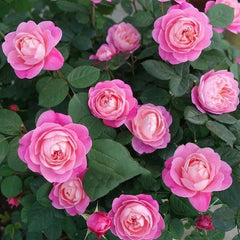 Dream Light Rose