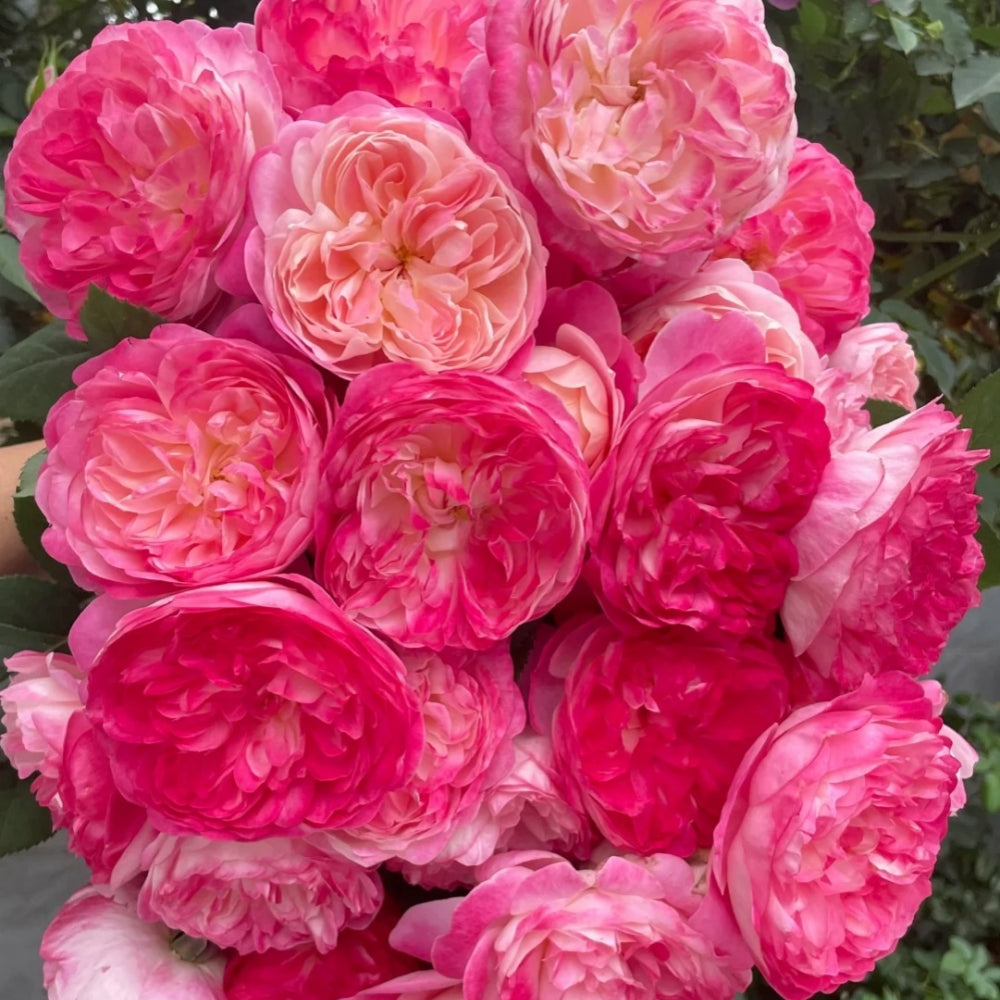 Dream Light Rose