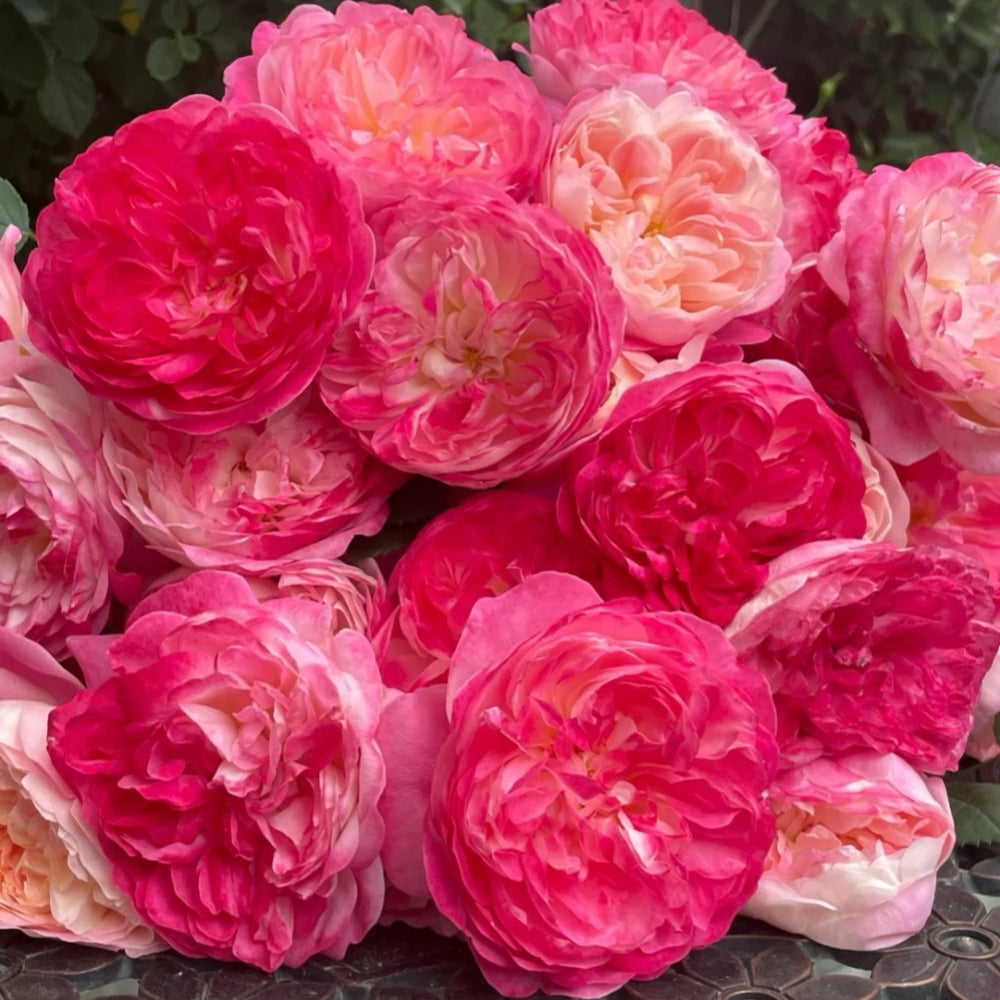 【ROSE☆ROSE】【2点まとめ】 Respride Fille Rose-伊芙乙女心｜Japanese Shrub Rose