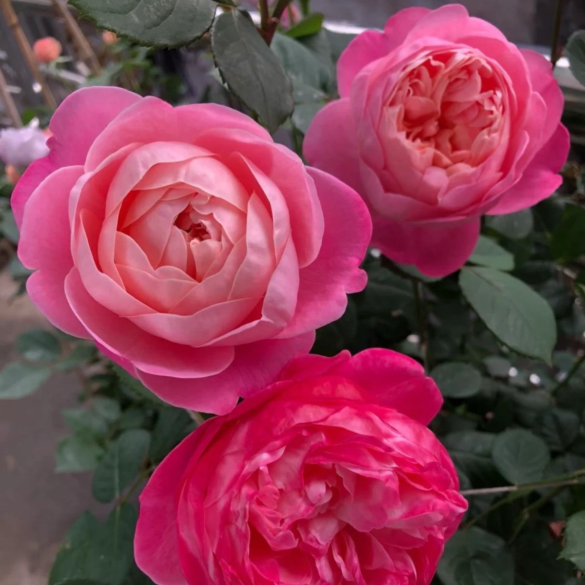 Dream Light Rose