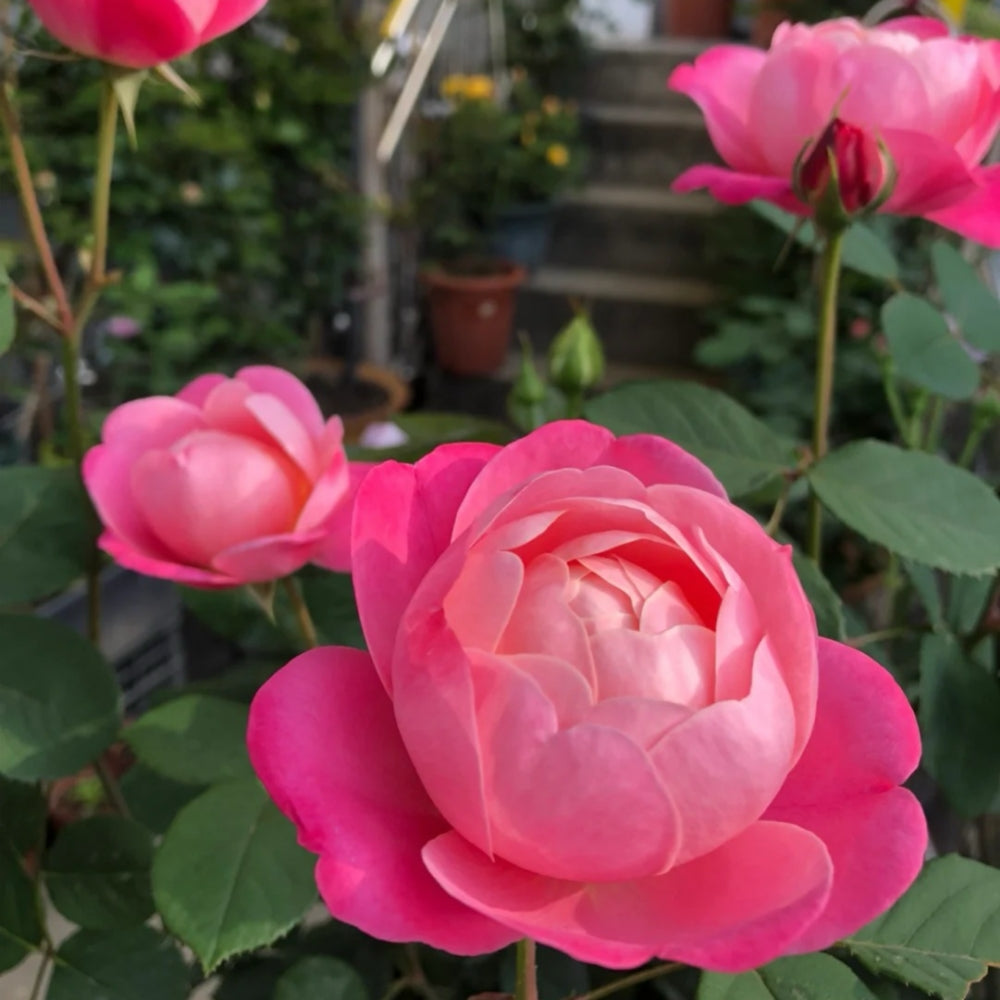 Dream Light Rose