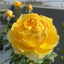 Shining smile. Japanese Cut rose. 阳光笑容