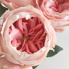 Princess Sakura Rose-樱花公主｜Japanese Shrub Rose