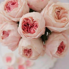 Princess Sakura Rose-樱花公主｜Japanese Shrub Rose