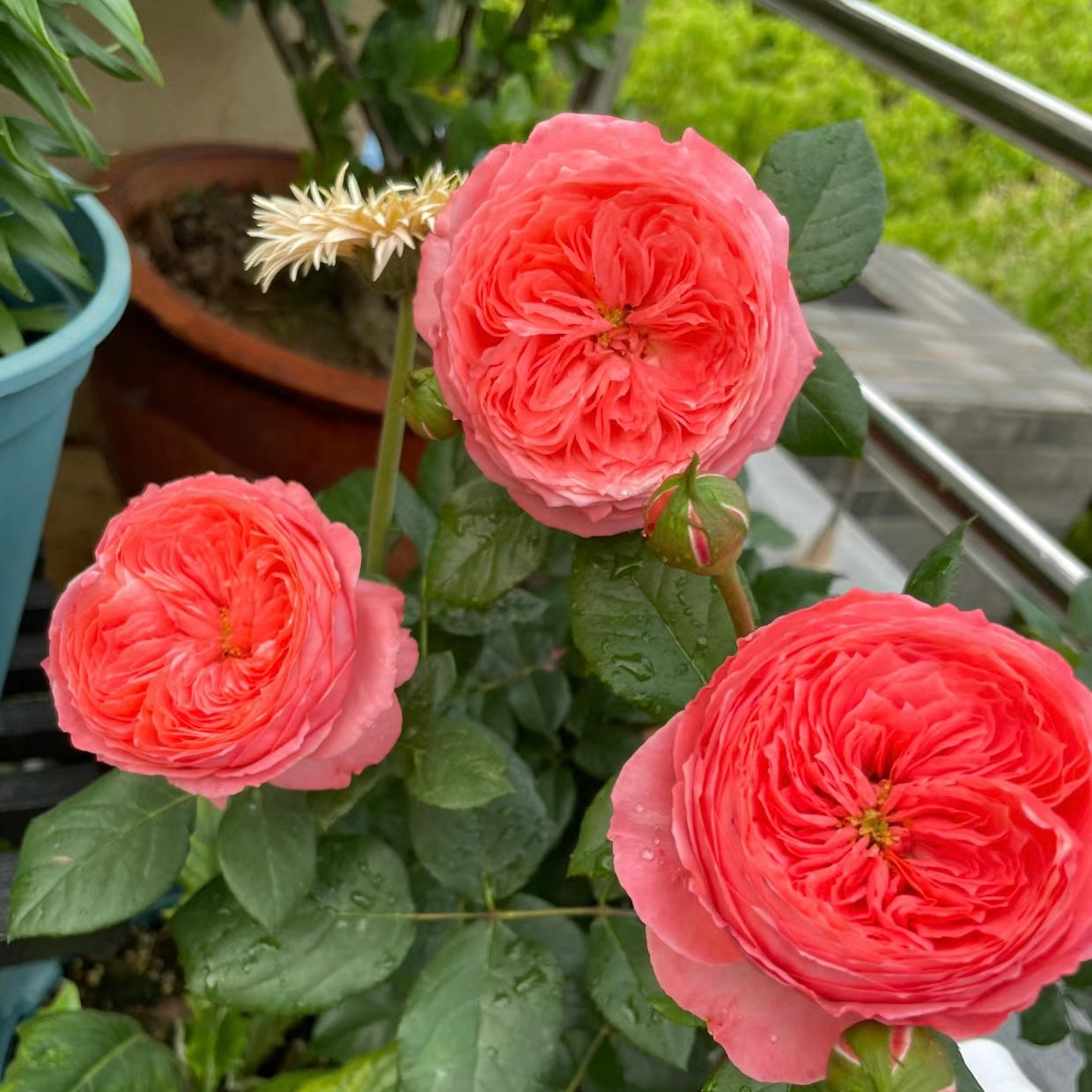 Flamingo Rose-火烈鸟｜France Shrub Rose