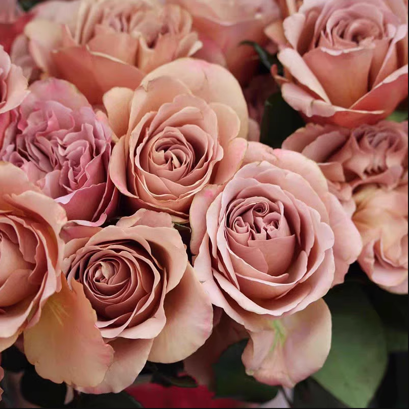 Coffe Latte Roses Coffee Latte Rose-拿铁咖啡|Netherlands Cut Rose – Ergongzy Roses