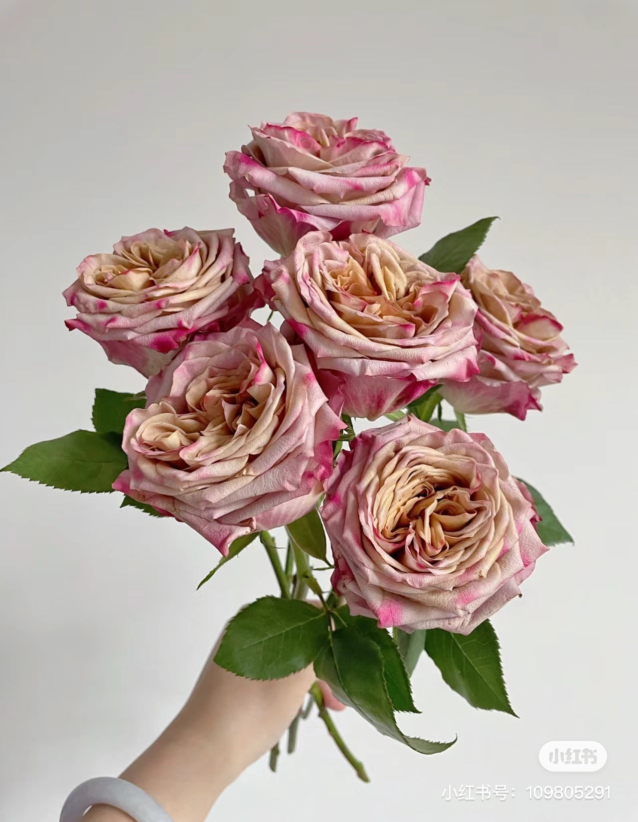 Pimms Rose-皮姆斯｜Dutch Cut  Rose