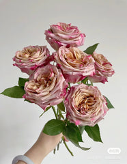 Pimms Rose-皮姆斯｜Dutch Cut  Rose