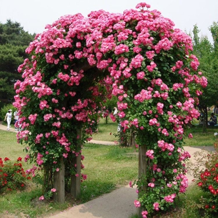 Angelica/Angela Rose-安吉拉｜ Germany Climbing Rose