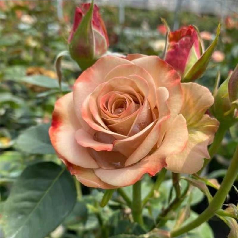 Cappuccino Rose.卡布奇诺 – Ergongzy Roses