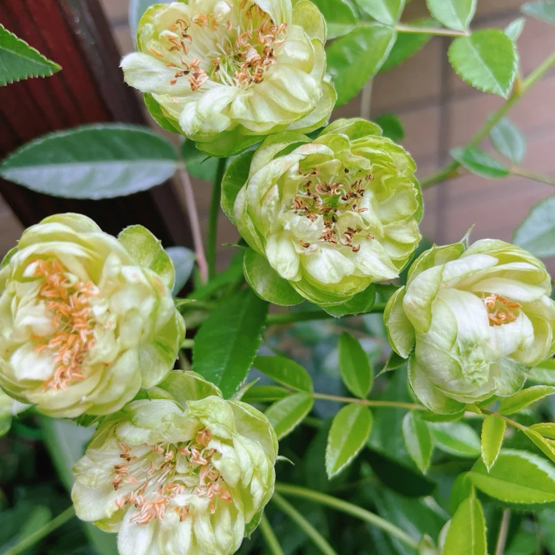 Eclaire/Princess Midori Rose