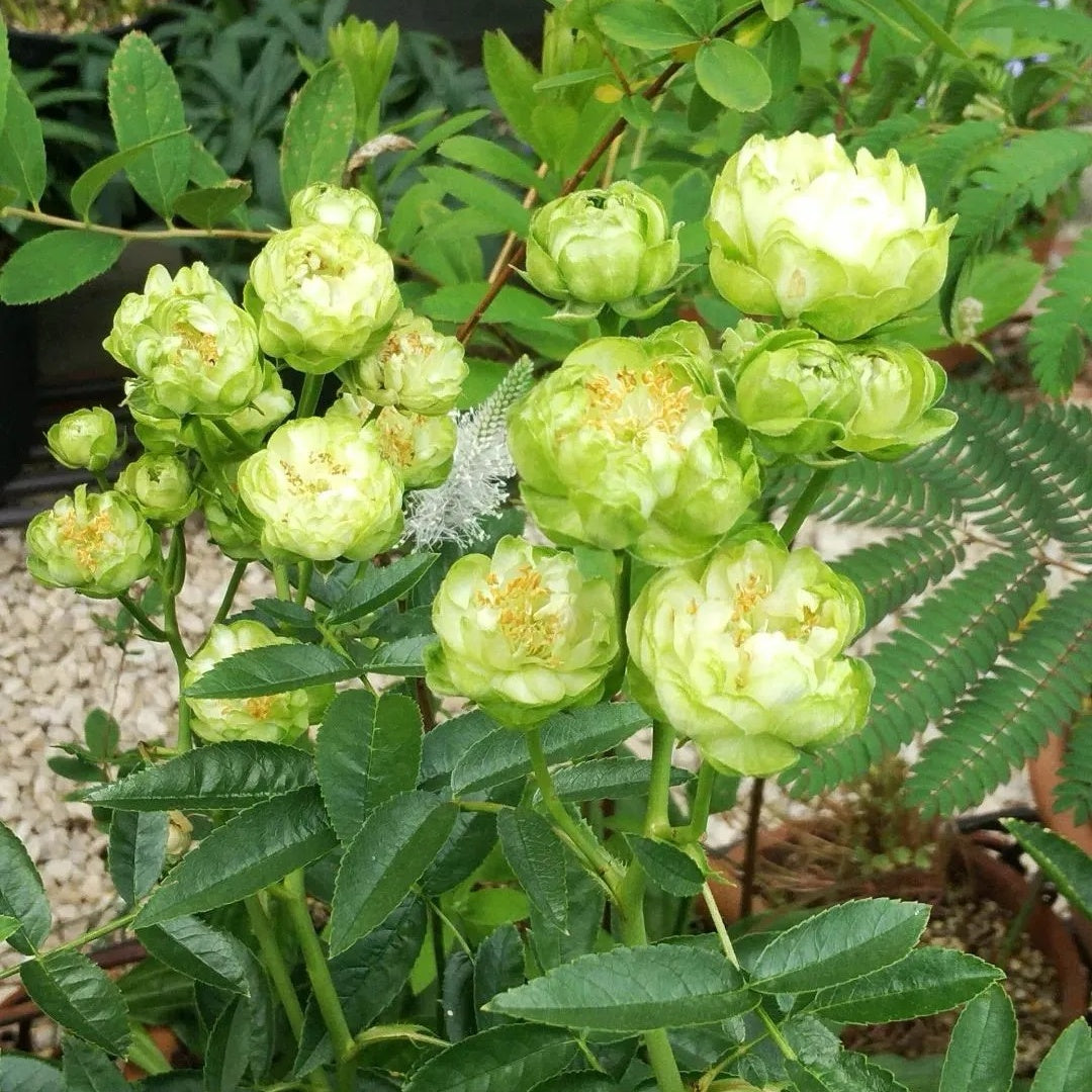 Eclaire/Princess Midori Rose