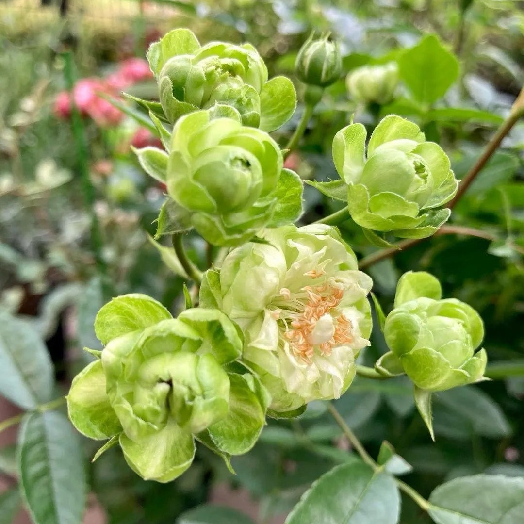 Eclaire/Princess Midori Rose